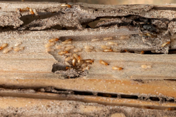 Best Cockroach Control Services  in Waterloo, IN